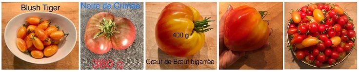 Récolte de tomate avec semis en bouteille